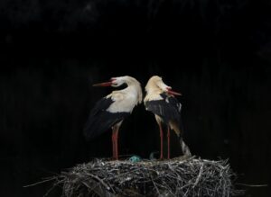 Lee más sobre el artículo A dúo