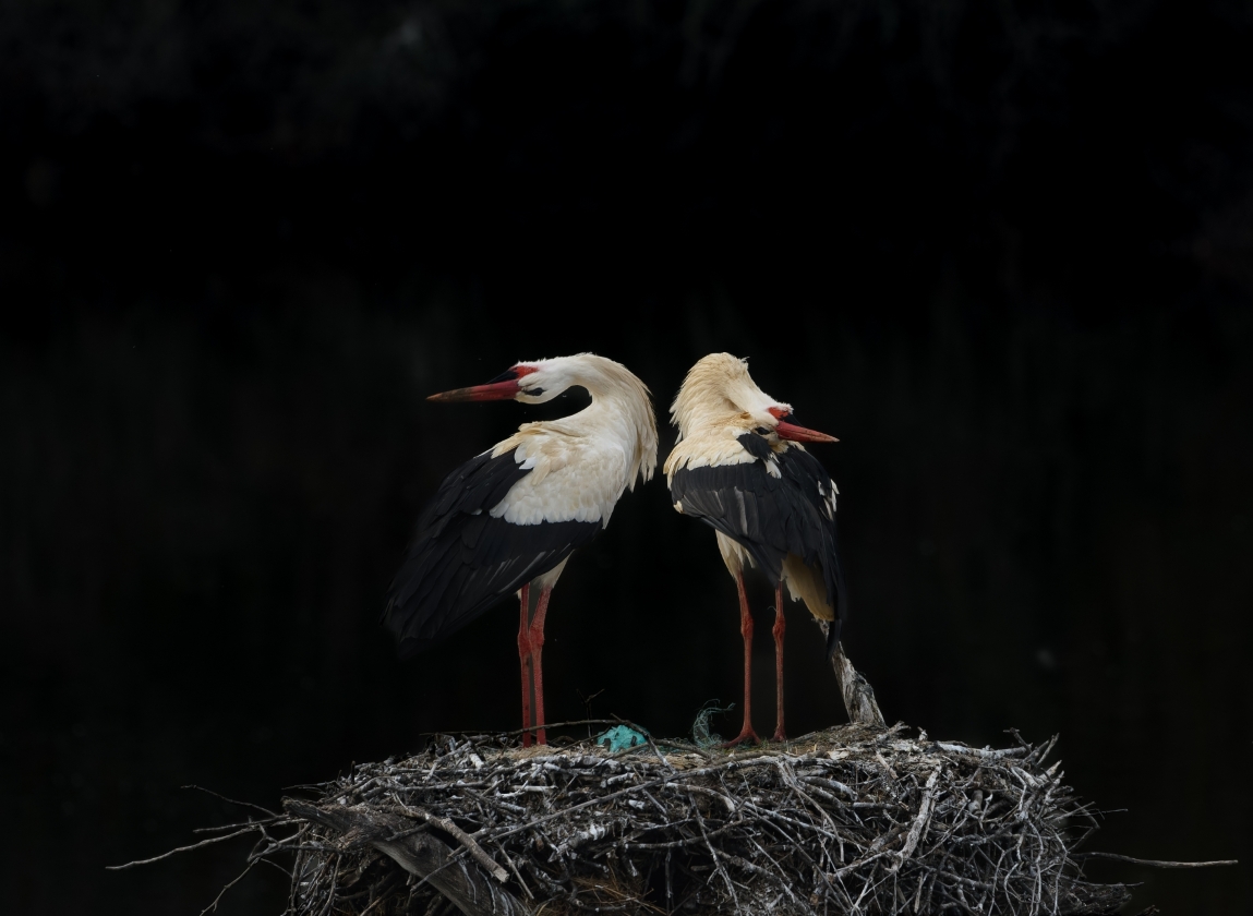 En este momento estás viendo A dúo