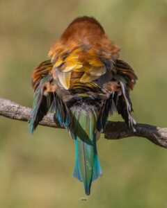 Lee más sobre el artículo Espalda Multicolor