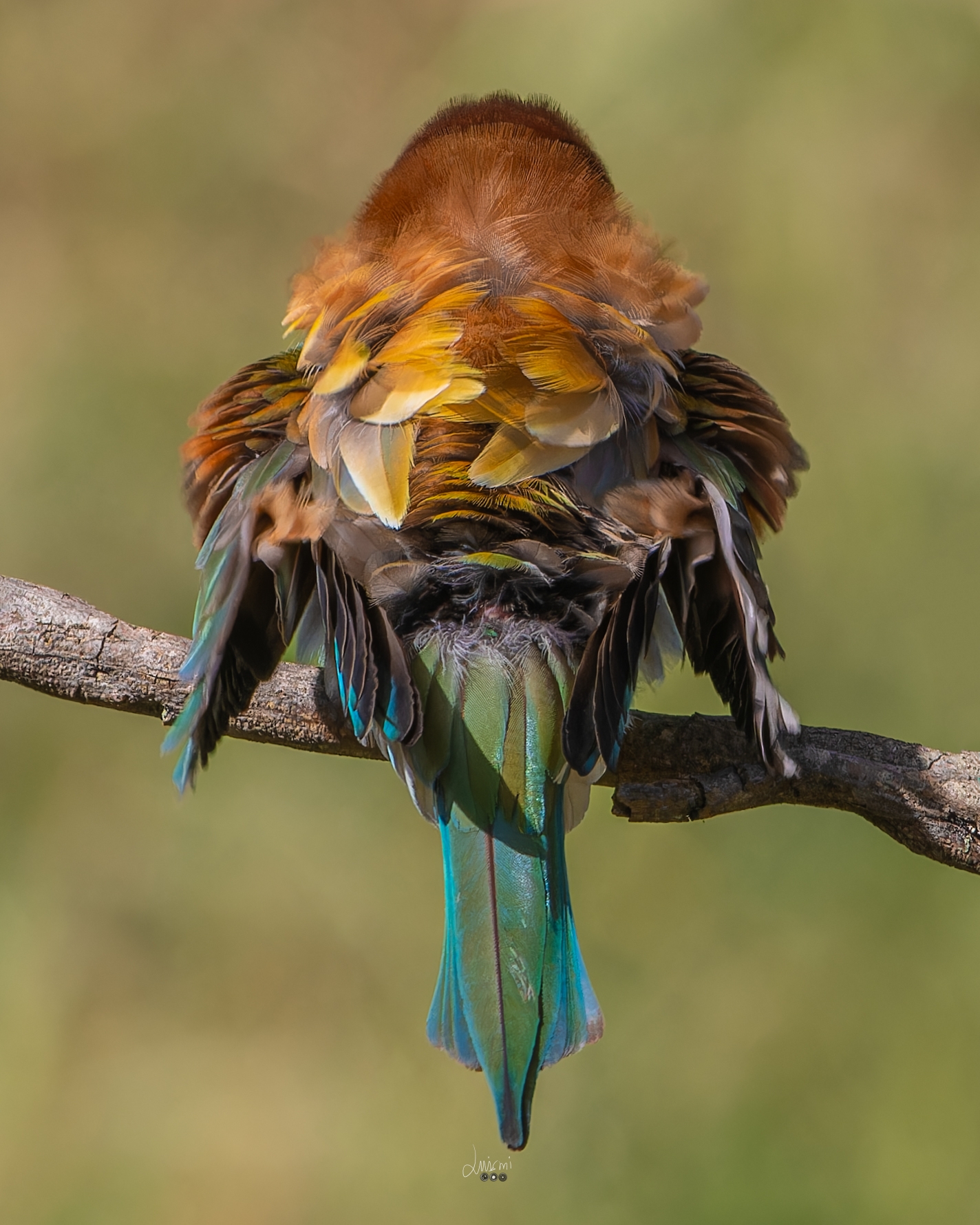 En este momento estás viendo Espalda multicolor