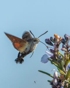 Lee más sobre el artículo Esfinge Colibrí: Paciencia y Anticipación
