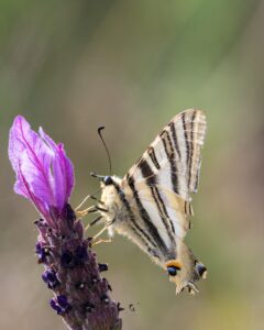 Fo0tografía macro de mariposa Chupaleches Iphiclides polidarius sobre flor de cantahueso en la Sierra de Gata