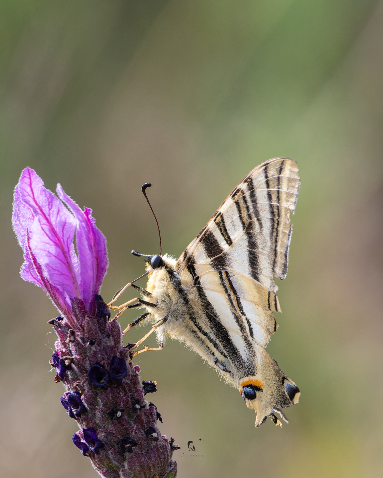 Fo0tografía macro de mariposa Chupaleches Iphiclides polidarius sobre flor de cantahueso en la Sierra de Gata