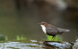 Lee más sobre el artículo 💧 El Duende del Arrago: Un Encuentro con el Mirlo Acuático
