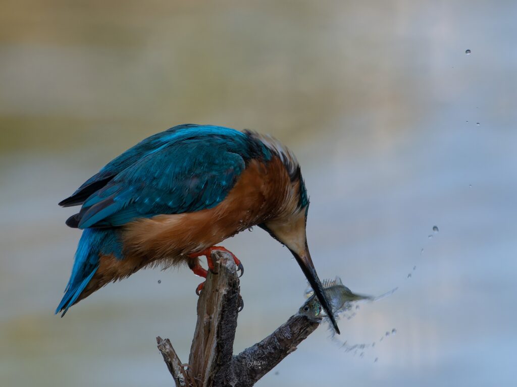 Martin Pescador golpeando la presa contra una rama para atontarlo, fotografía de naturaleza en alta velocidad